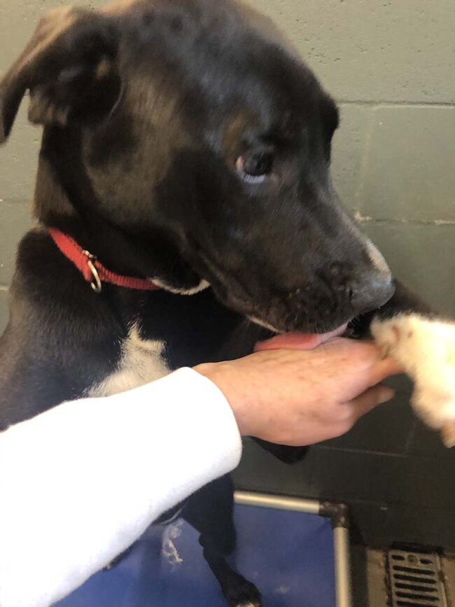 K9s For Warriors Dog