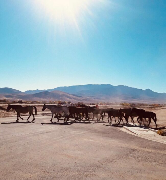A herd of wild horses roaming the open range outside Reno, Nevada.